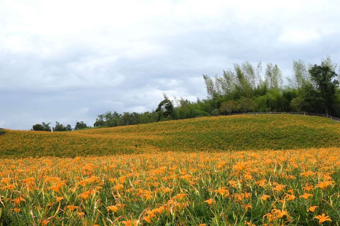 花蓮秋冬旅遊精彩展開_金針花田