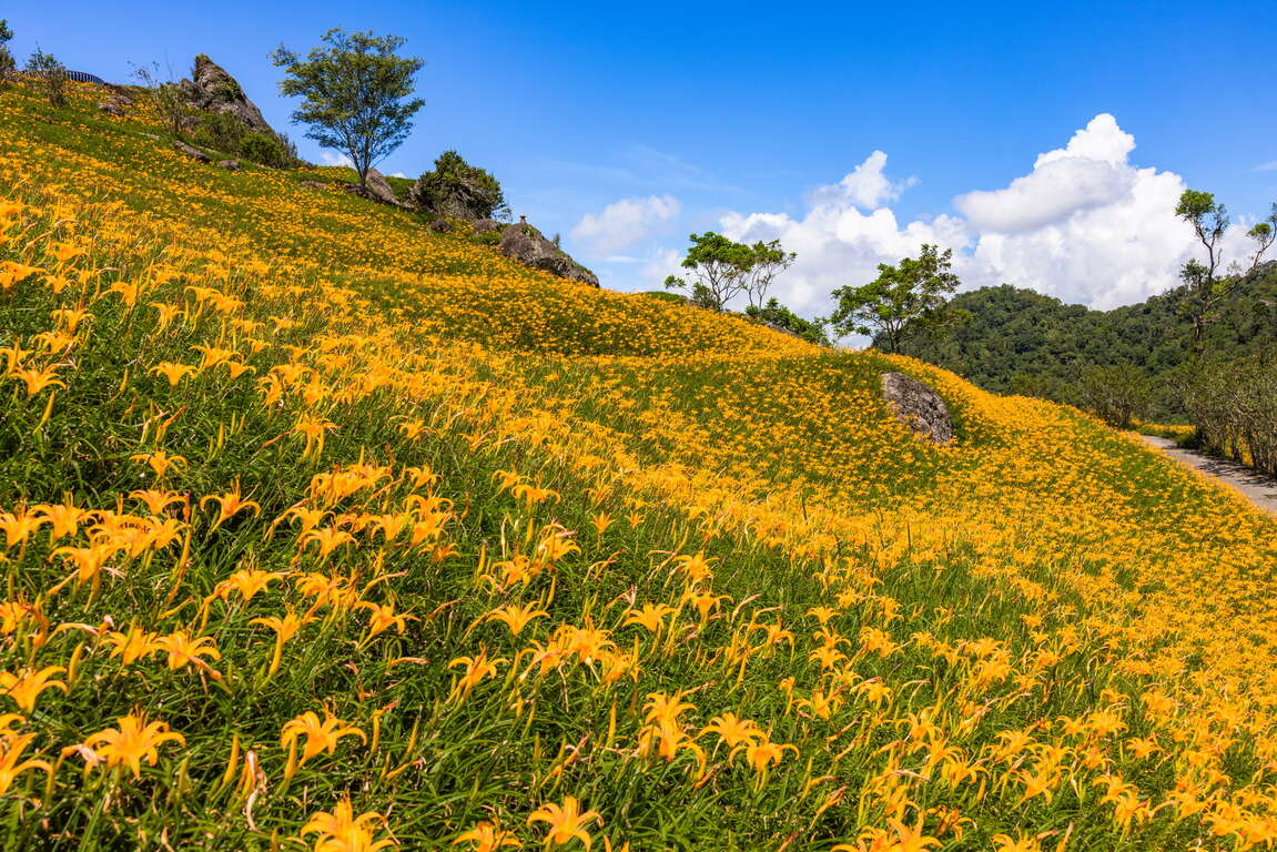 六十石山金針花海