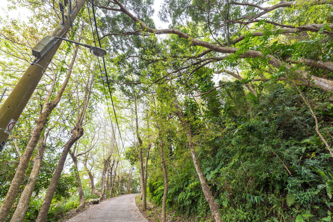 楓林步道沿途茂密樹林生態