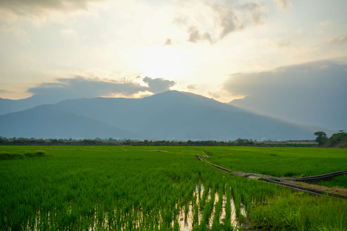 玉里稻浪美景