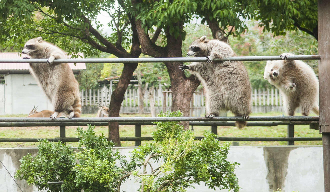 新光兆豐農場內的可愛動物區